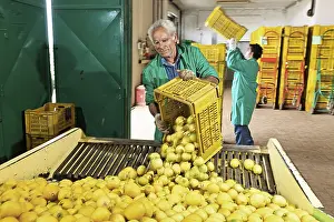 Arrival, selection and packing of freshly harvested