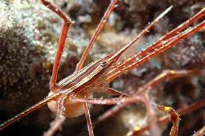 Arrow crab (Stenorhynchus lanceolatus)