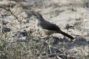 Arrow-marked Babbler (Turdoides jardineii)