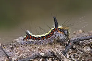 Arrow owl, caterpillar