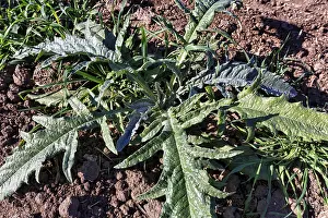 Artichoke (Cynara cardunculus)