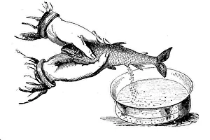 Artificial insemination in fish in 1880