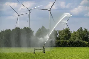 Artificial irrigation with a sprinkler system in a field where carrots are grown