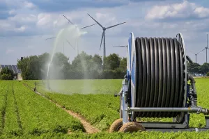 Artificial irrigation with a sprinkler system in a field where carrots are grown