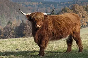 Artiodactyla, bos primigenius f
