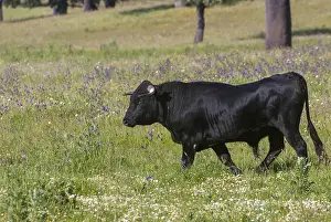 Artiodactyla, bos taurus, cattle