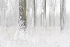 An artistic drawing from the wintry forest with snow-covered trees as a long exposure