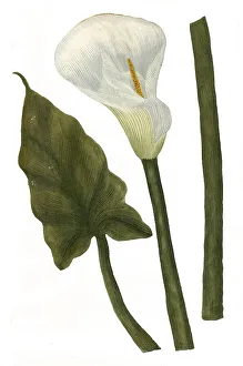 Arum aethiopicum flore altero alteri innato