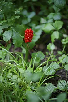 Arum, poisonous, Swabian-Franconian Forest nature park Park
