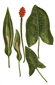 Arum vulgare, common arum, Historic