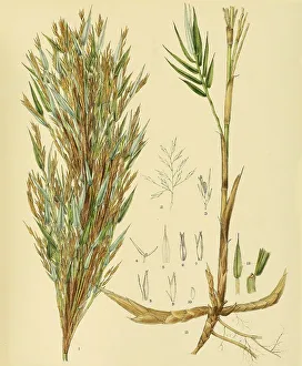 Arundinaria densifolia, native to Southeast Asia