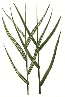 Arundo pratensis and Arundo pratensis variegata