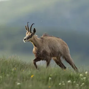 Ascent to lush mountain meadows
