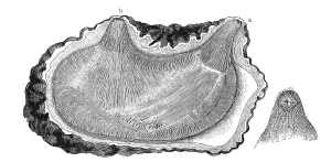 Ascidia microcosmus, genus of sea squirts