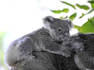 Ash-grey Koala (Phascolarctos cinereus)
