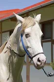 Ashgabat, Akhal-Teke horse in a stud farm