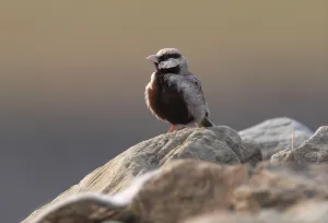 Ashy-crowned sparrow-lark (Eremopterix grisea)