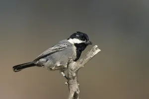 Ashy Tit (Parus cinerascens), Kgalagadi Transfrontier Park