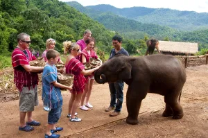 The Asian or Asiatic Elephant (Elephas maximus)