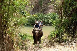 The Asian or Asiatic Elephant (Elephas maximus)