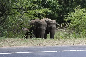 Asian or Asiatic elephants (Elephas maximus) standing at roadside