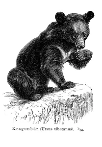 Asian Black Bear, moon bear or white-chested bear (Ursus thibetanus)