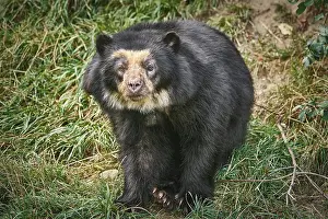 Asian Black Bear (Ursus Thibetanus)