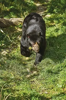 Asian Black Bear (Ursus Thibetanus)