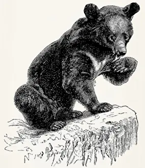 The Asian black bear (Ursus thibetanus)