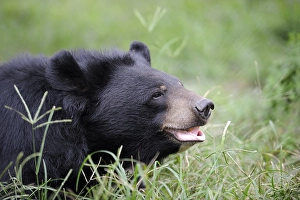 Asian black bear (Ursus thibetanus) (Selenarctos thibetanus)