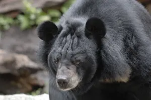Asian black bear (Ursus thibetanus) (Selenarctos thibetanus)