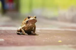 Asian black spined toad, Duttaphrynus melanostictus