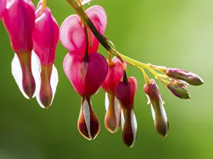 Asian bleeding-heart (Lamprocapnos spectabilis)