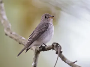 Asian Brown Flycatcher (Muscicapa dauurica)