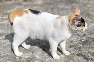 Asian cat at Buddhist monastery Wat Si Sou Mang