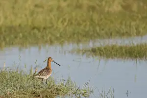 Asian Dowitcher (Limnodromus semipalmatus)