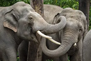 Two Asian elephant (Elephas maximus)