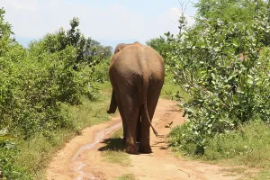 Asian elephant (Elephas maximus)