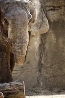 Asian elephant (Elephas maximus)