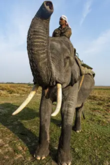 Asian elephant (Elephas maximus)