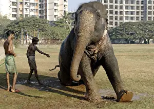 Asian Elephant (Elephas maximus) being given bath by Mahavat