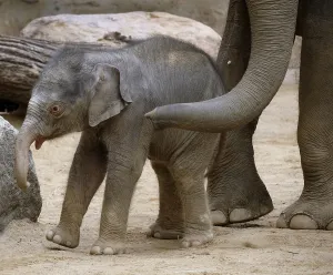 Asian elephant (Elephas maximus indicus)