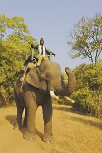 Asian Elephant (Elephas maximus indicus) domesticated adult