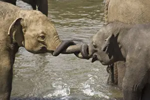 Asian elephant, Indian elephant