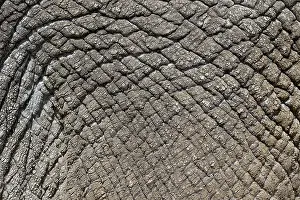 Asian elephant, Indian elephant