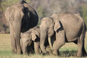 Asian elephant, Indian elephant