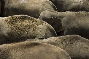 Asian elephant, Indian elephant