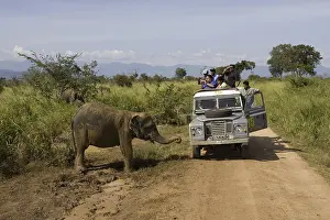 Asian Elephant, Indian Elephant