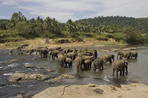 Asian elephant, Indian elephant