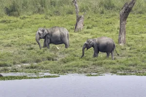 Asian elephant, Indian elephant